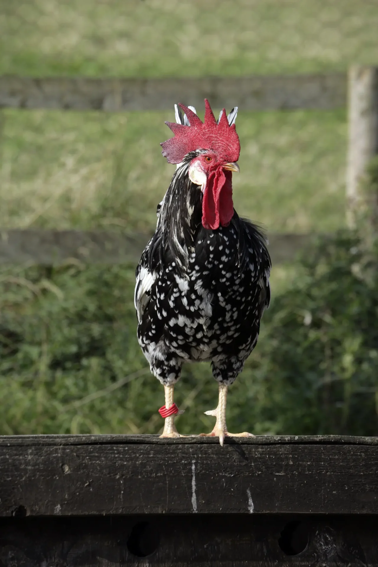 Ancona rooster with black feathers tipped in white, perched on a timber rail