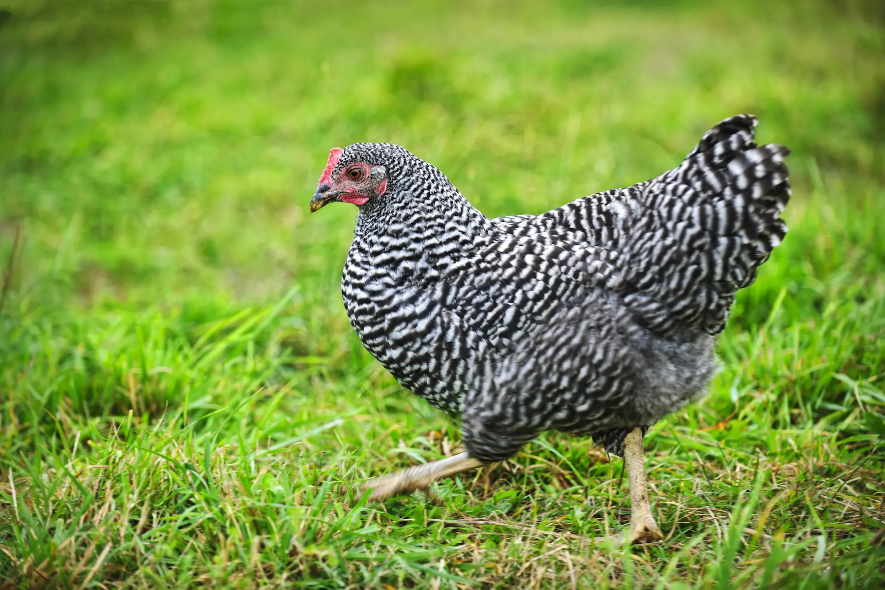 Barred Plymouth Rock hen walking on grass, with black and white striped feathers