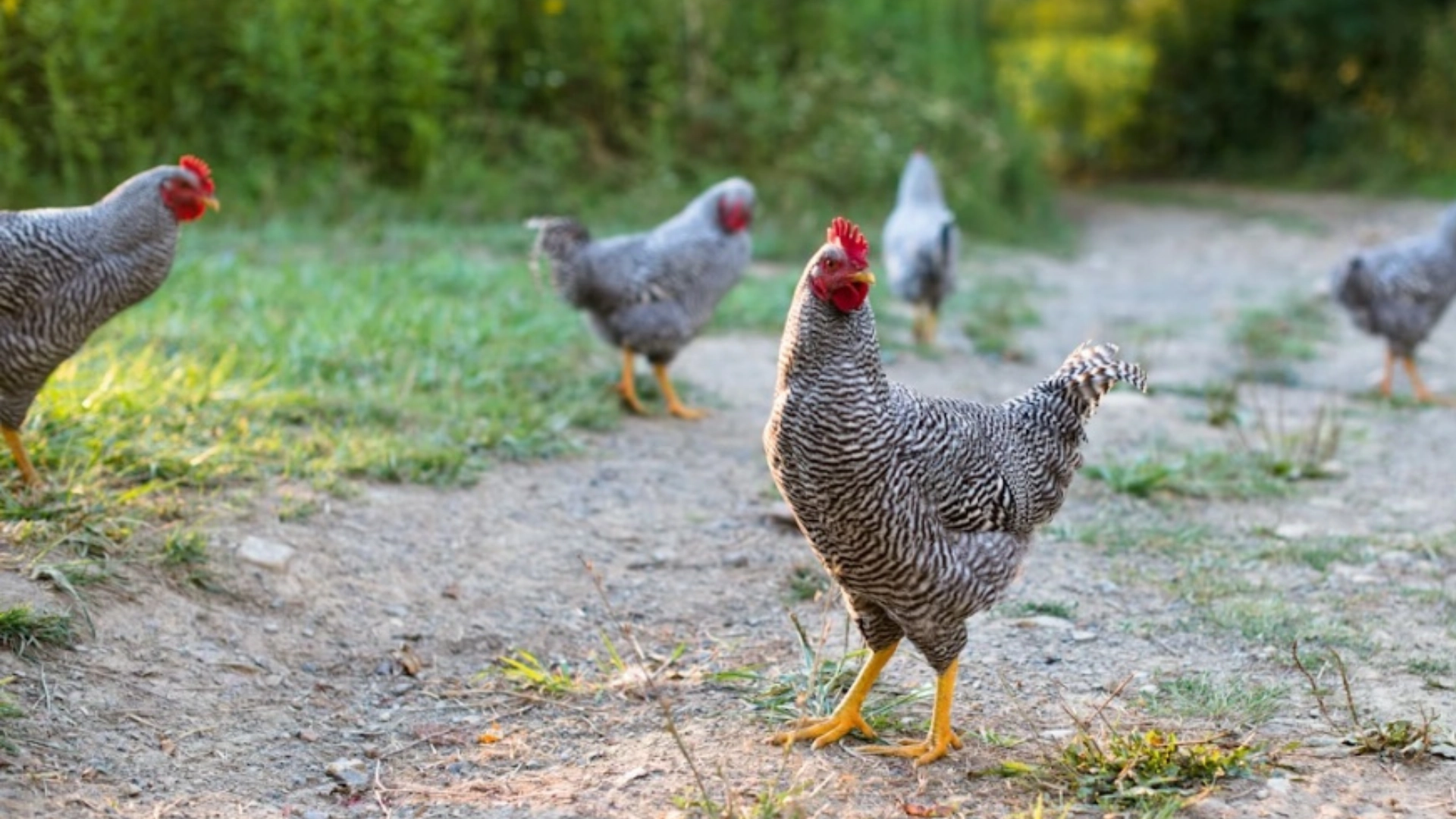 Backyard hens walking on natural ground in outdoor chicken keeping environment