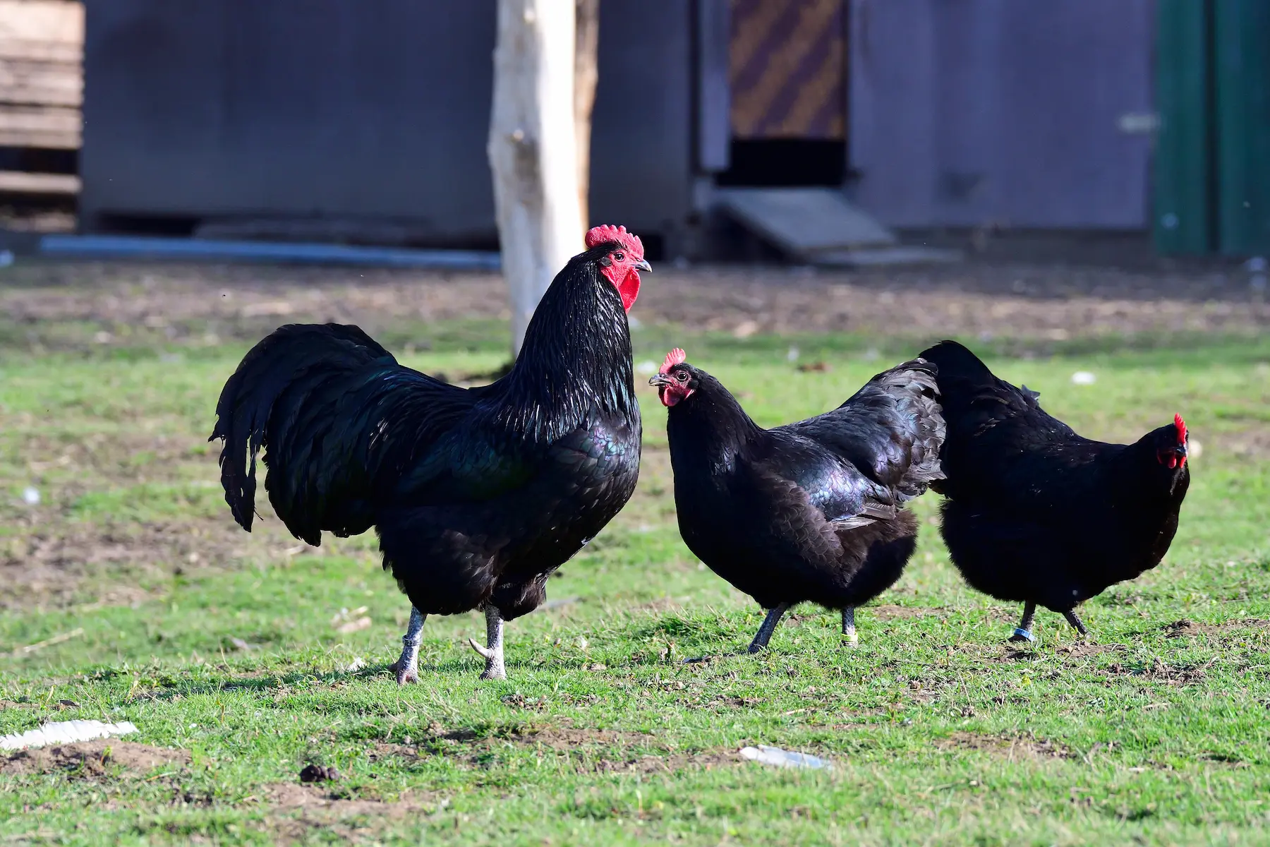 Black Australorp hens with glossy black feathers
