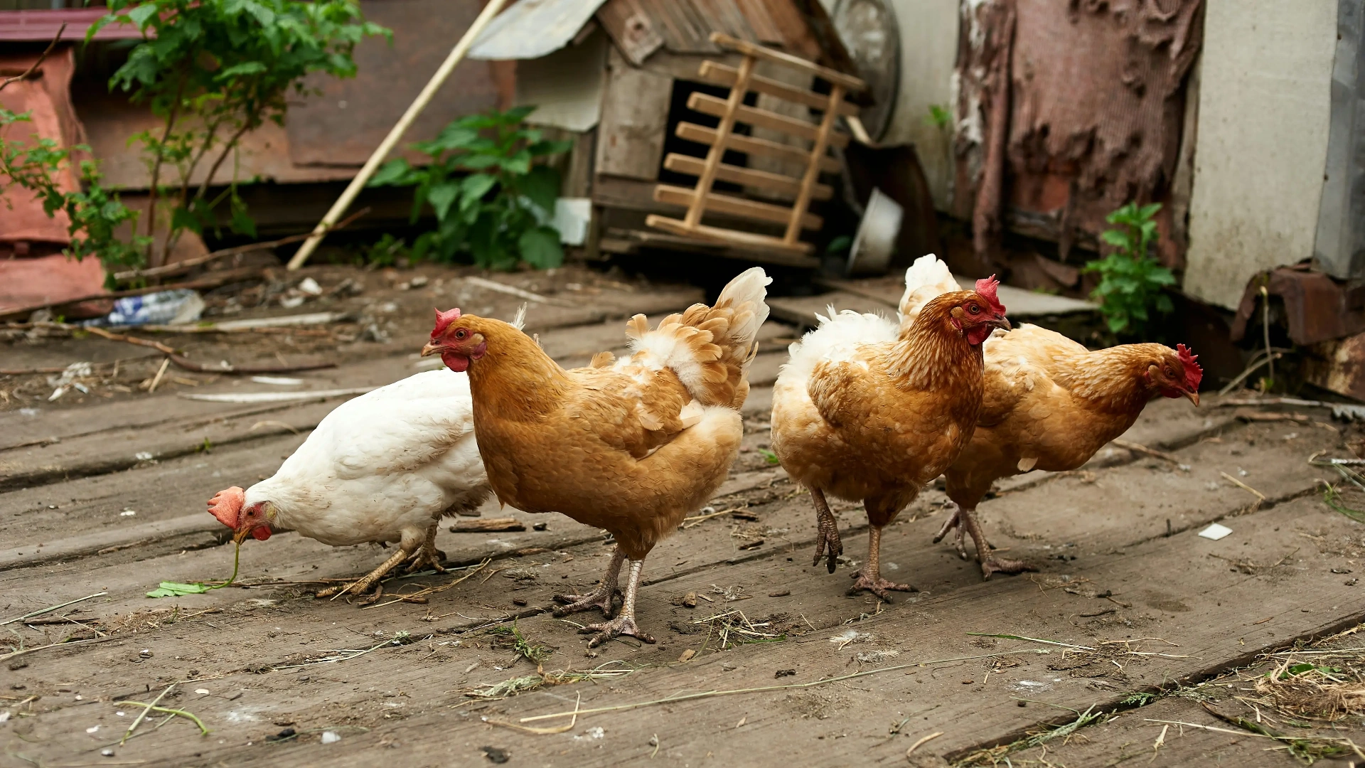 Backyard hens of different Australian chicken breeds walking together in natural outdoor setting