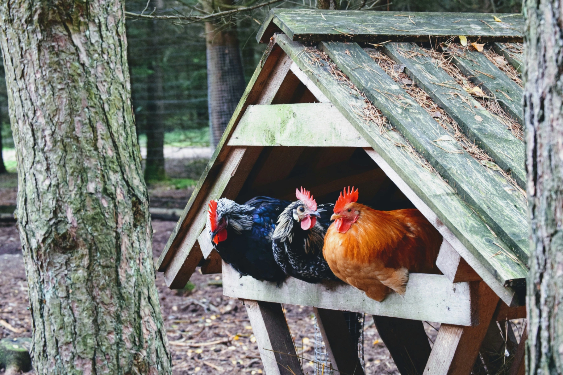 Fox proof chicken coop design Australia with welded mesh