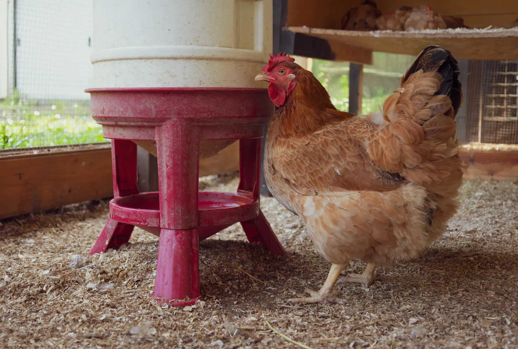 Heat-tolerant chicken drinking from shaded watering station inside ventilated Australian coop