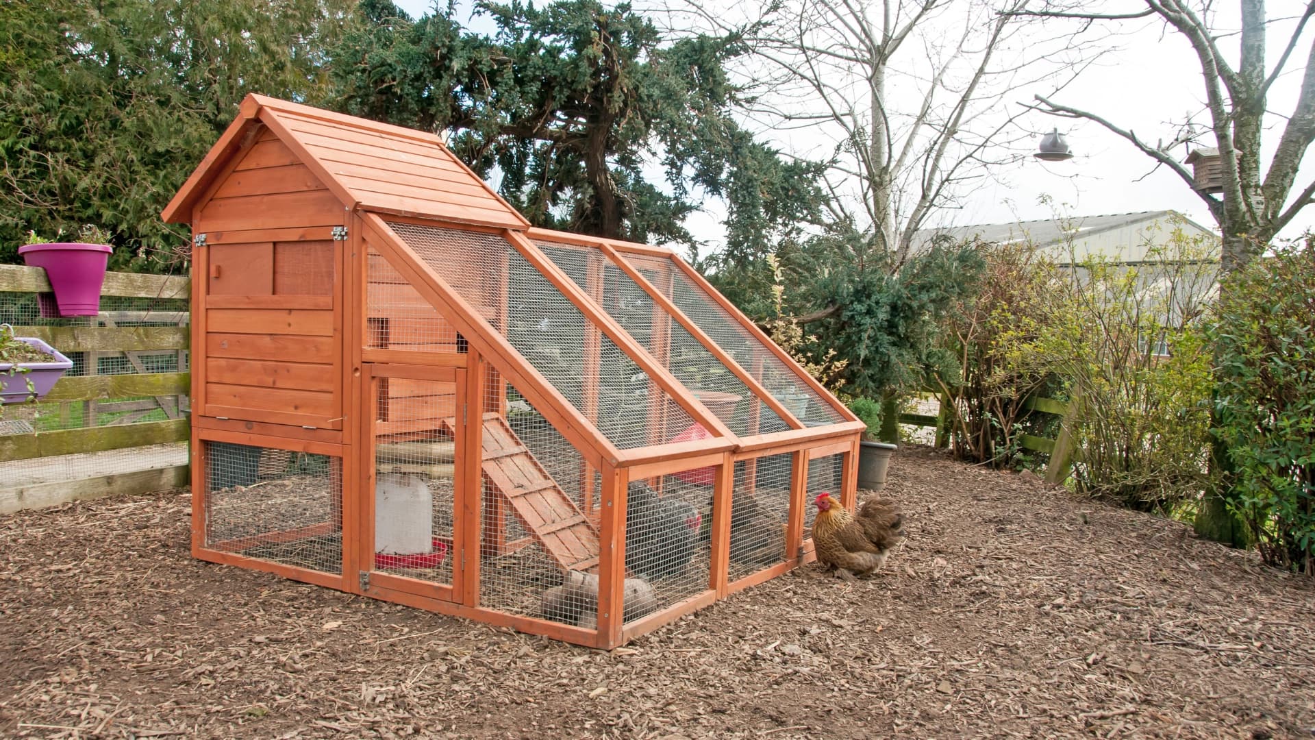 Well-designed backyard chicken coop with enclosed run suitable for safe poultry housing