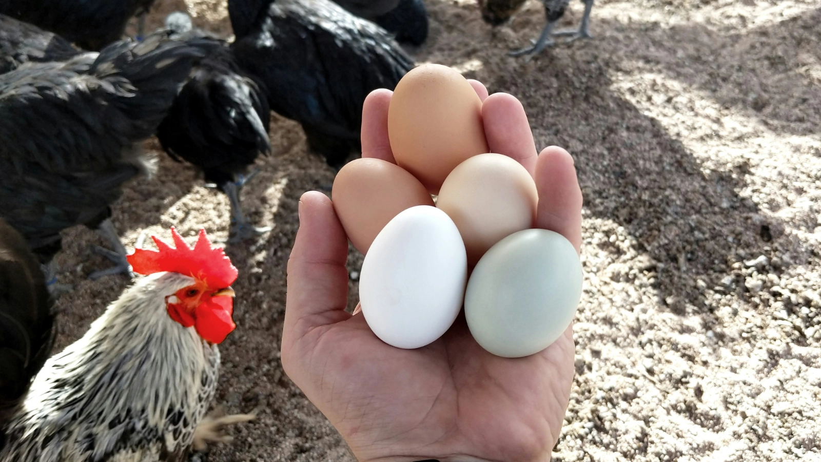 Fresh backyard chicken eggs in a basket from Australian hens