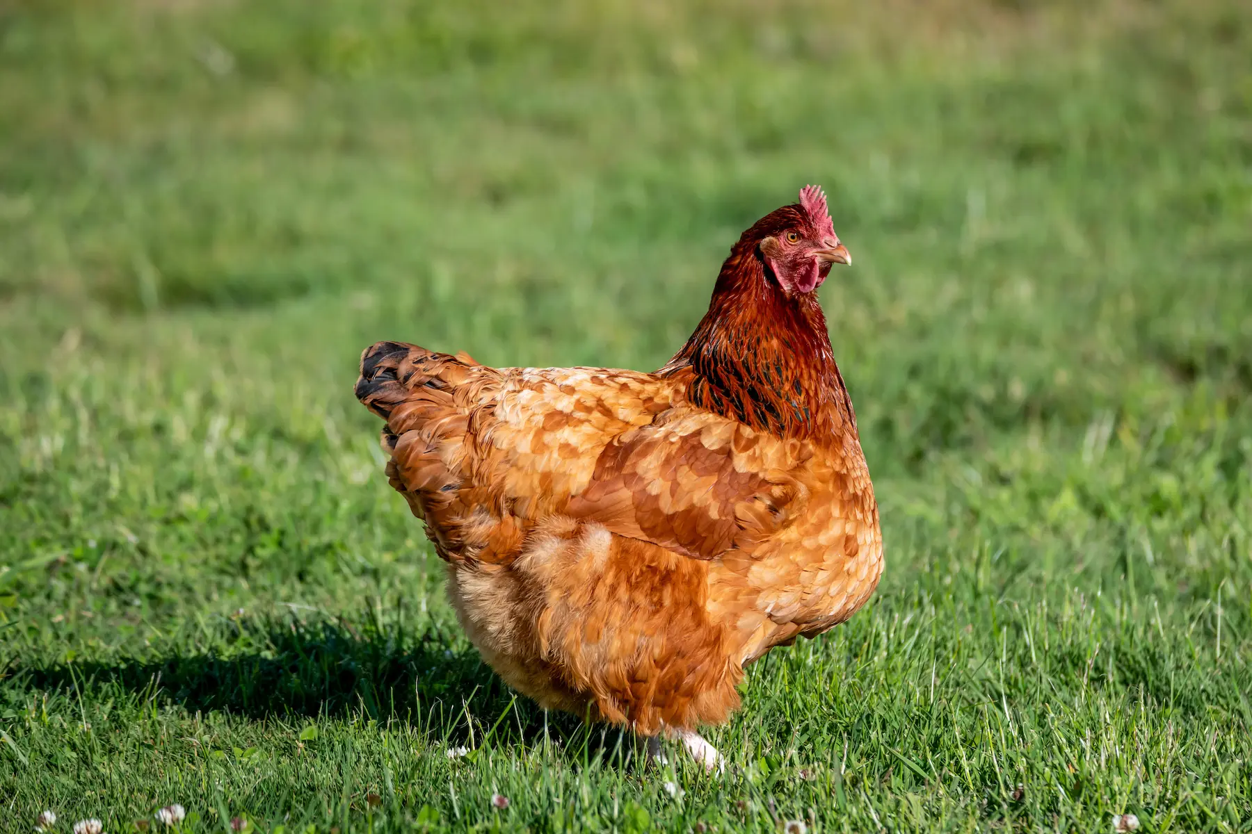 ISA Brown hen foraging in a backyard
