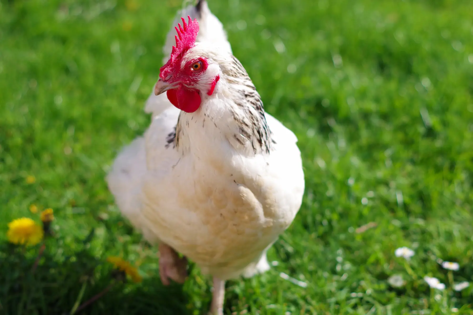 Light Sussex hen with a white body and black neck feathers