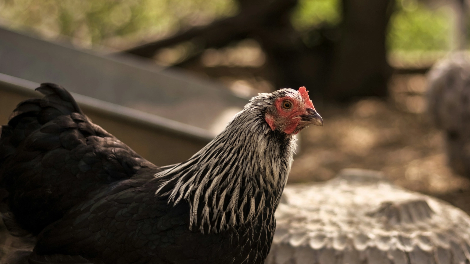 Silkie chicken breed as a friendly backyard pet for families