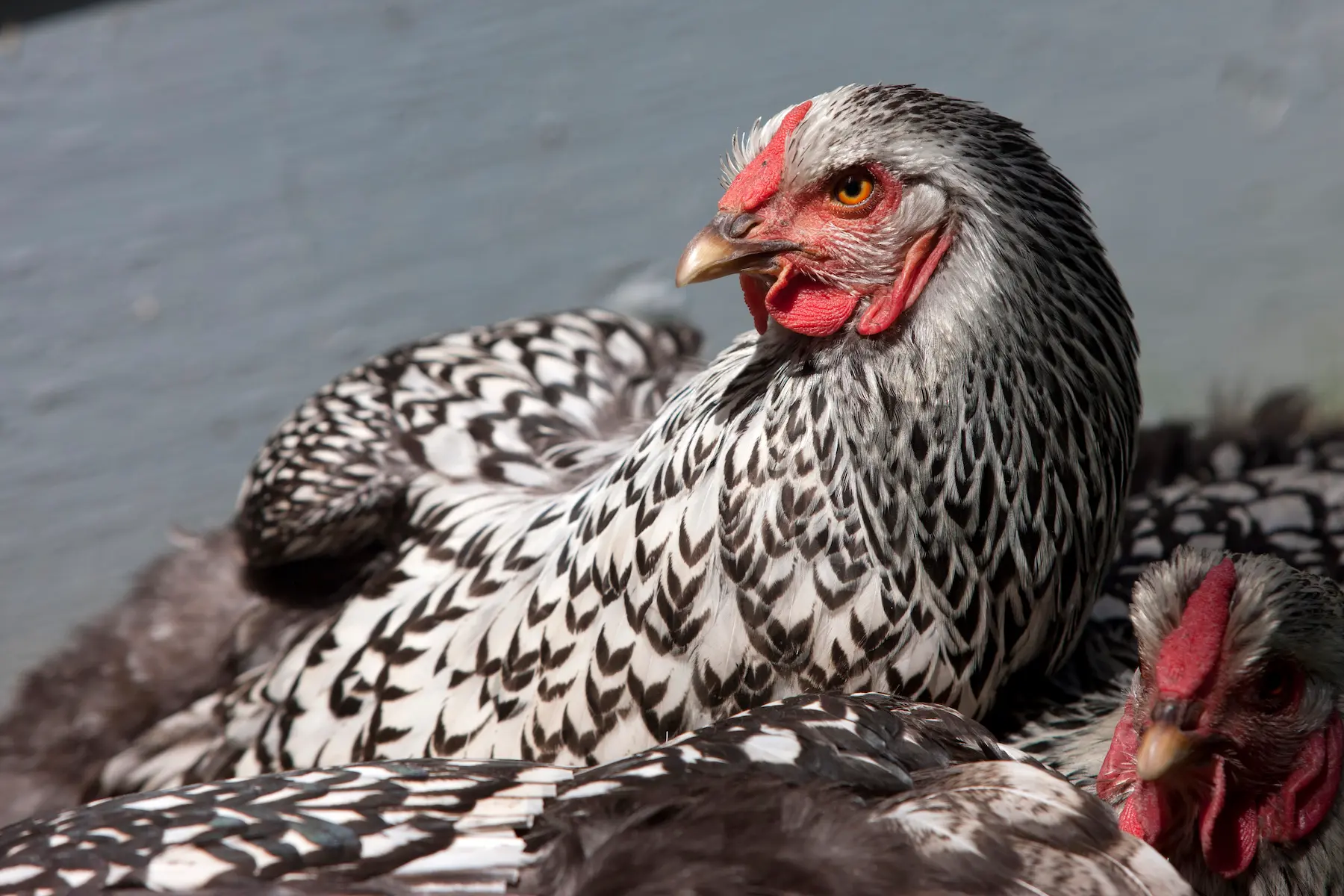 Silver Laced Wyandotte hen with white feathers edged in black lacing
